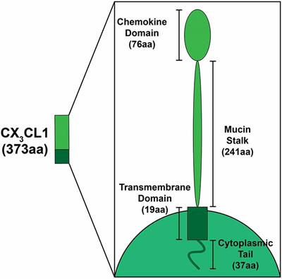 Innate Immunity to Spiral Ganglion Neuron Loss: A Neuroprotective Role of Fractalkine Signaling in Injured Cochlea